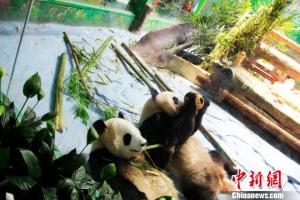 大熊猫双胞胎首度在厦过生日“熊猫热”带动旅游